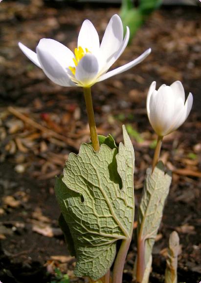 Bloodroot