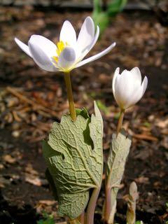 SmallBloodroot1